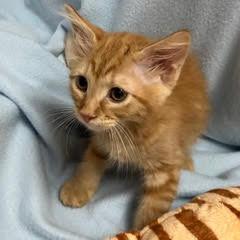 Tillamook, an adopted Tabby in Green Valley, AZ image 2/5