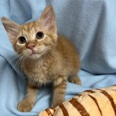 Tillamook, adopted, Kitten Male Tabby.
