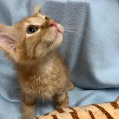 Tillamook, an adopted Tabby in Green Valley, AZ image 4/5
