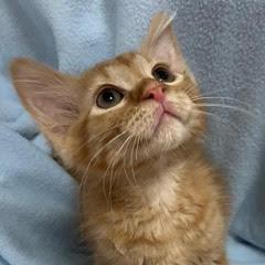 Tillamook, an adopted Tabby in Green Valley, AZ image 3/5