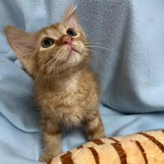 Tillamook, an adopted Tabby in Green Valley, AZ image 5/5