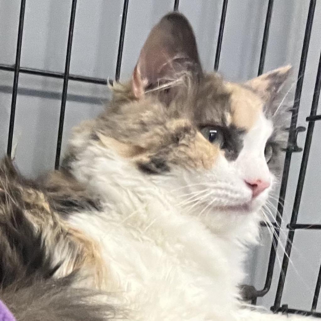 Fifi, Adoptable, Young Female Domestic Long Hair.