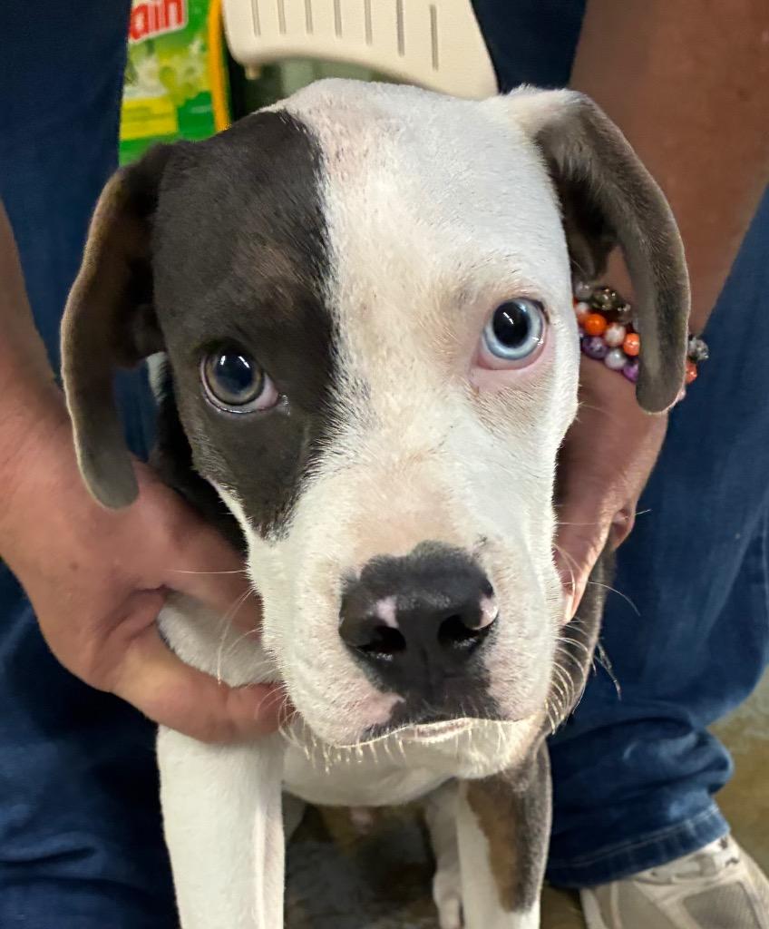 Enlarge Hopper, a Adoptable mixed breed in Beebe, AR image 1/1