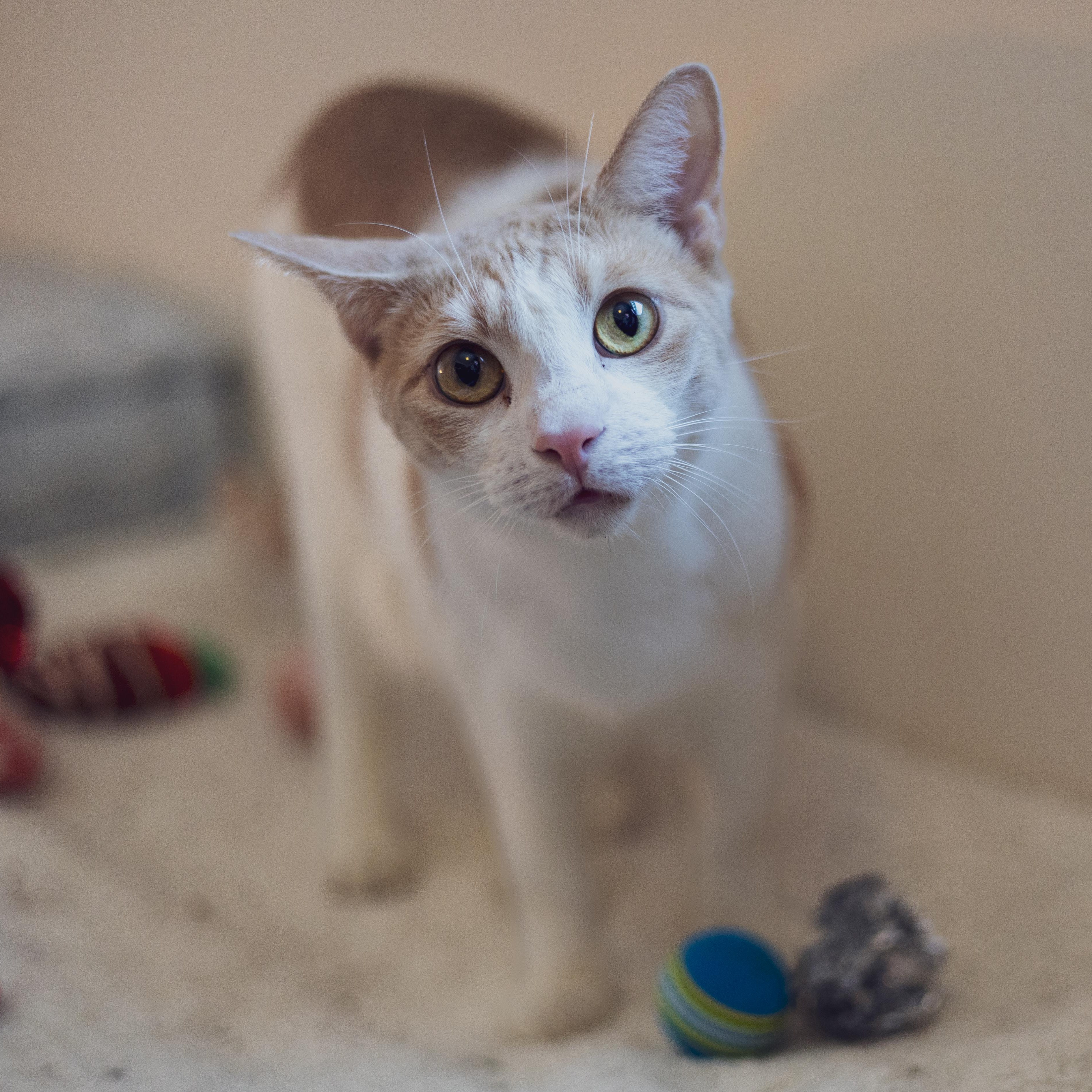 Enlarge Pumpkin, a Adoptable Domestic Short Hair in Astoria, NY image 3/5