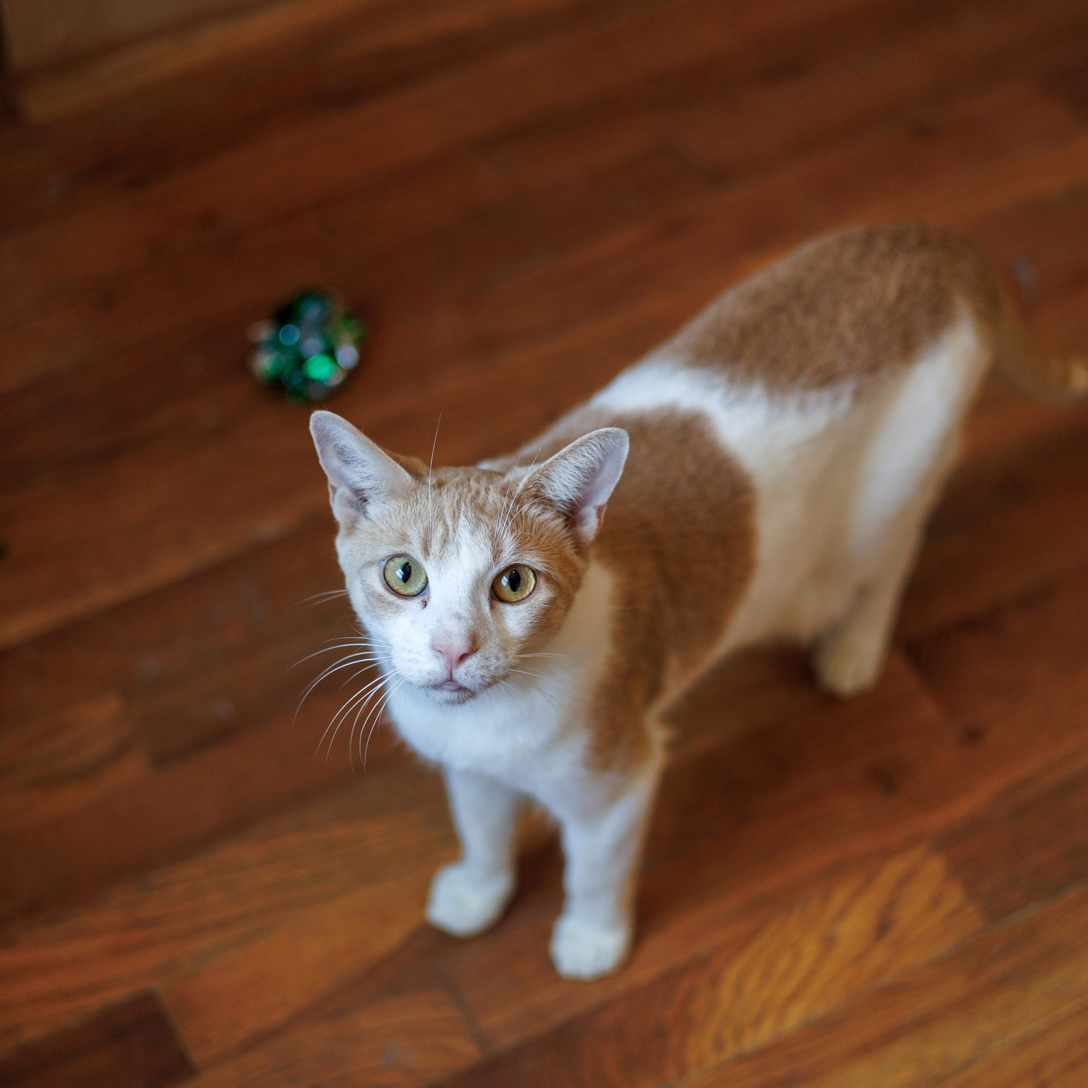 Enlarge Pumpkin, a Adoptable Domestic Short Hair in Astoria, NY image 5/5