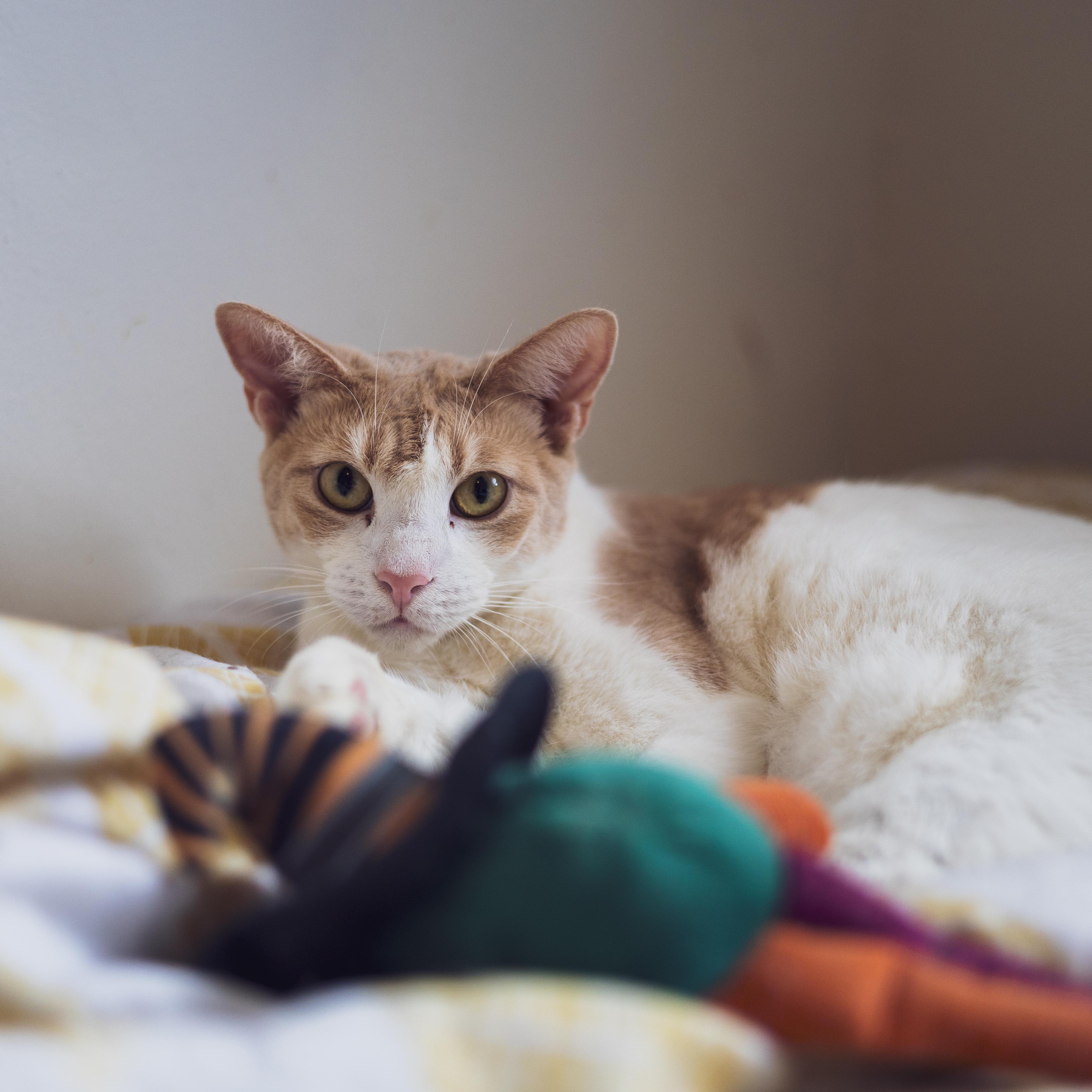 Enlarge Pumpkin, a Adoptable Domestic Short Hair in Astoria, NY image 4/5