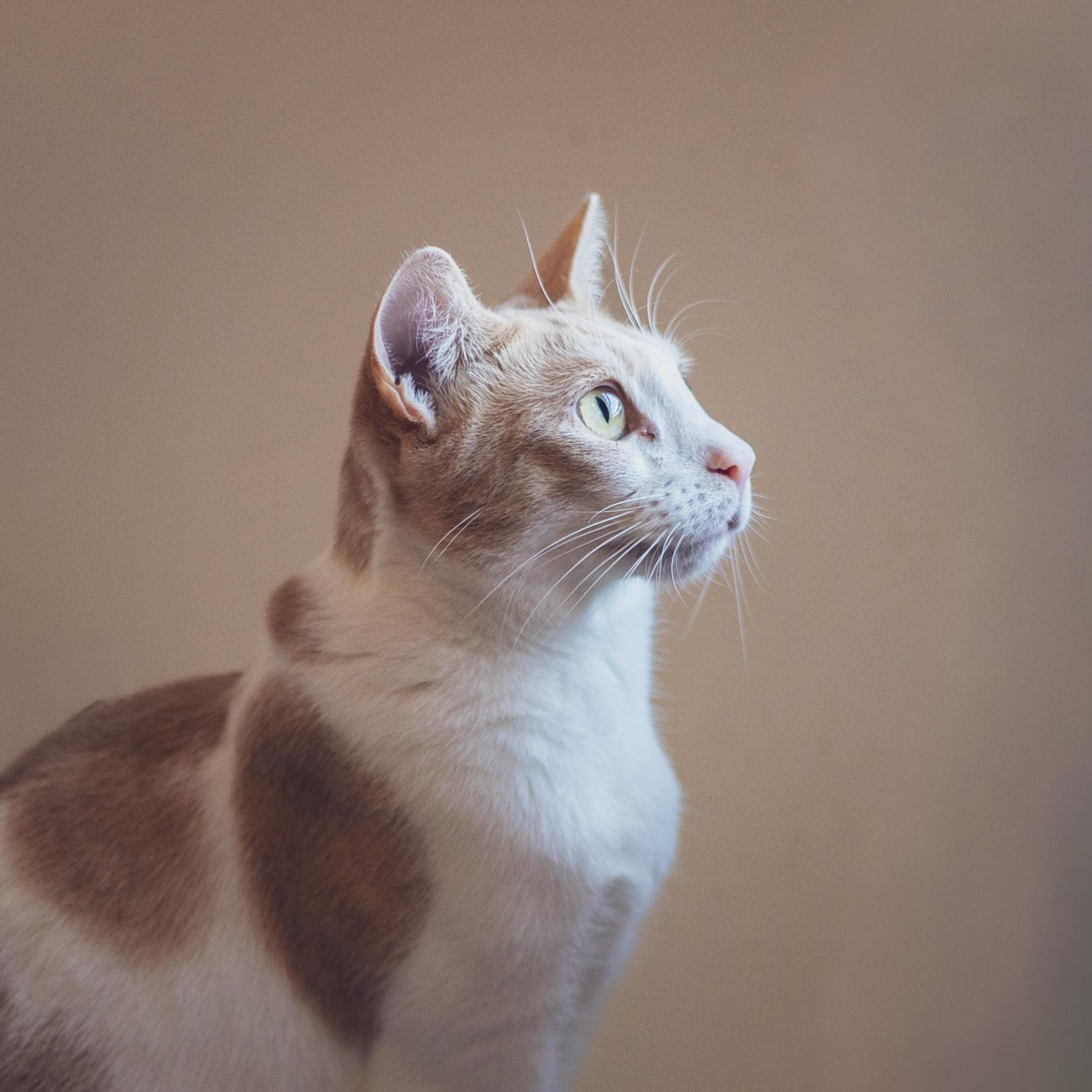 Pumpkin, Adoptable, Adult Male Domestic Short Hair.