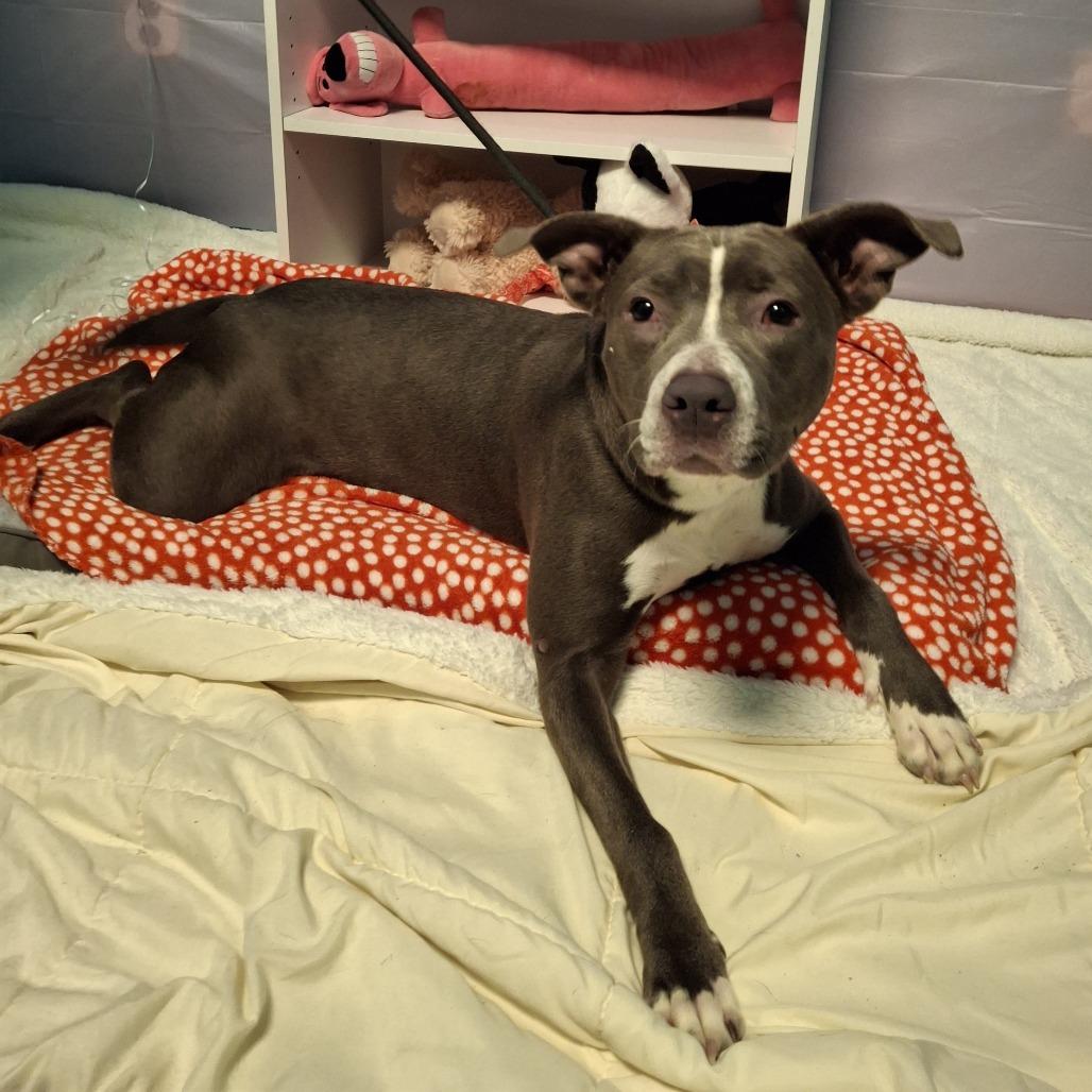 Enlarge Layla, a Adoptable Pit Bull Terrier in South Houston, TX image 1/1