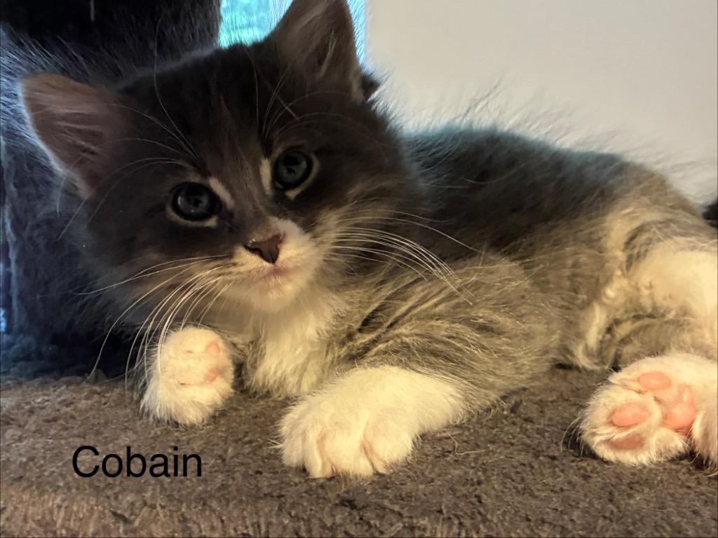 Enlarge Cobain, a Adoptable mixed breed in Shelton, WA image 1/2