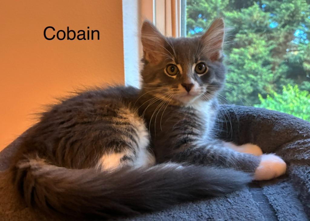 Enlarge Cobain, a Adoptable mixed breed in Shelton, WA image 2/2