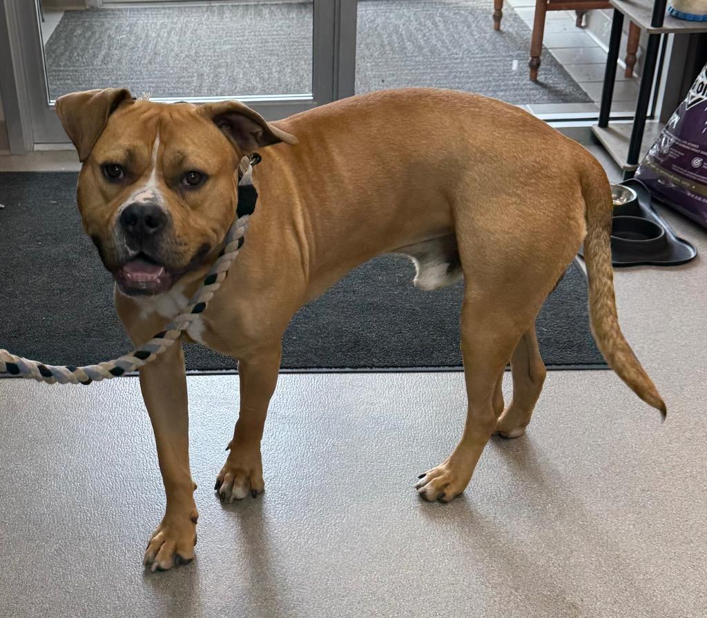 Enlarge Biscoff, a Adoptable Pit Bull Terrier in La Porte, IN image 1/1