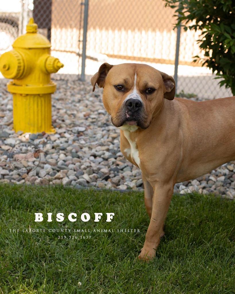 Enlarge Biscoff, a Adoptable Pit Bull Terrier in La Porte, IN image 2/3