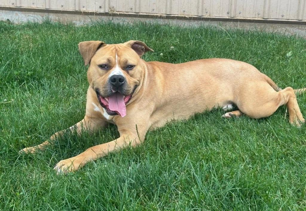 Enlarge Biscoff, a Adoptable Pit Bull Terrier in La Porte, IN image 3/3
