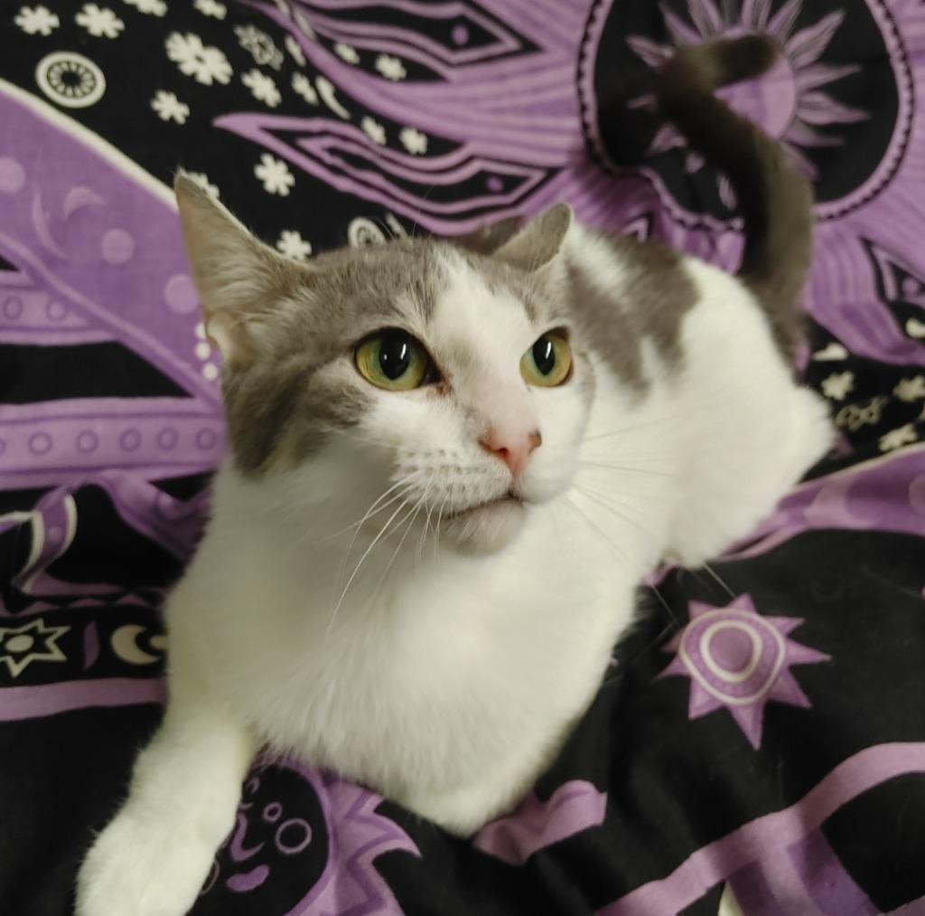 Templar, Adoptable, Adult Female Domestic Short Hair.