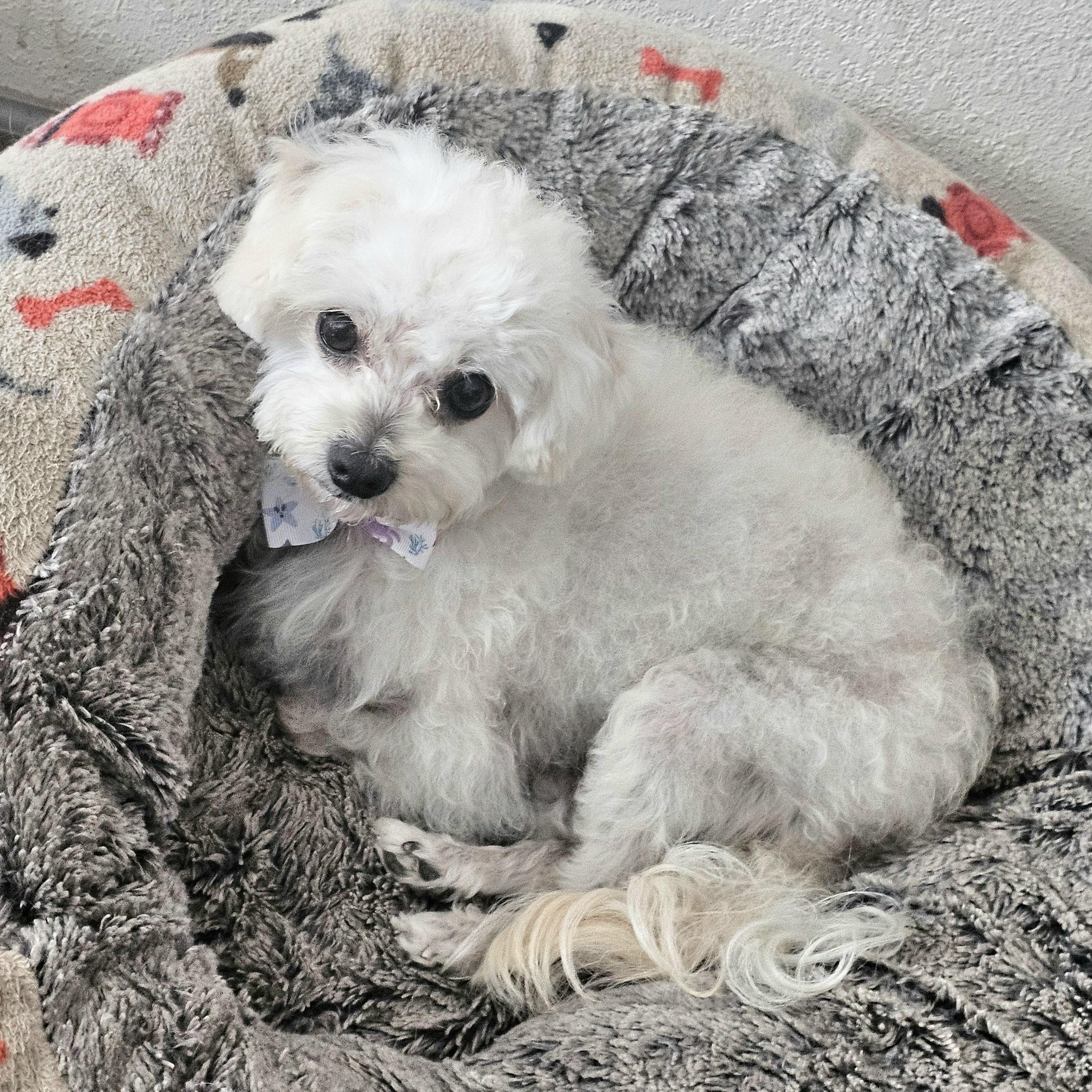 Coco, ADOPTABLE, Adult Male Poodle (Toy).