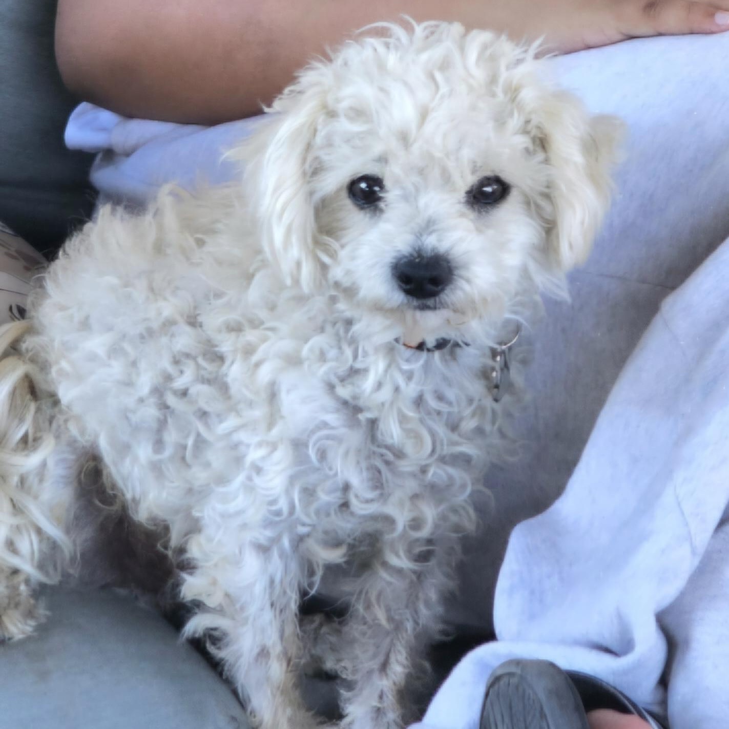Coco, a ADOPTABLE mixed breed in Salinas, CA image 3/4
