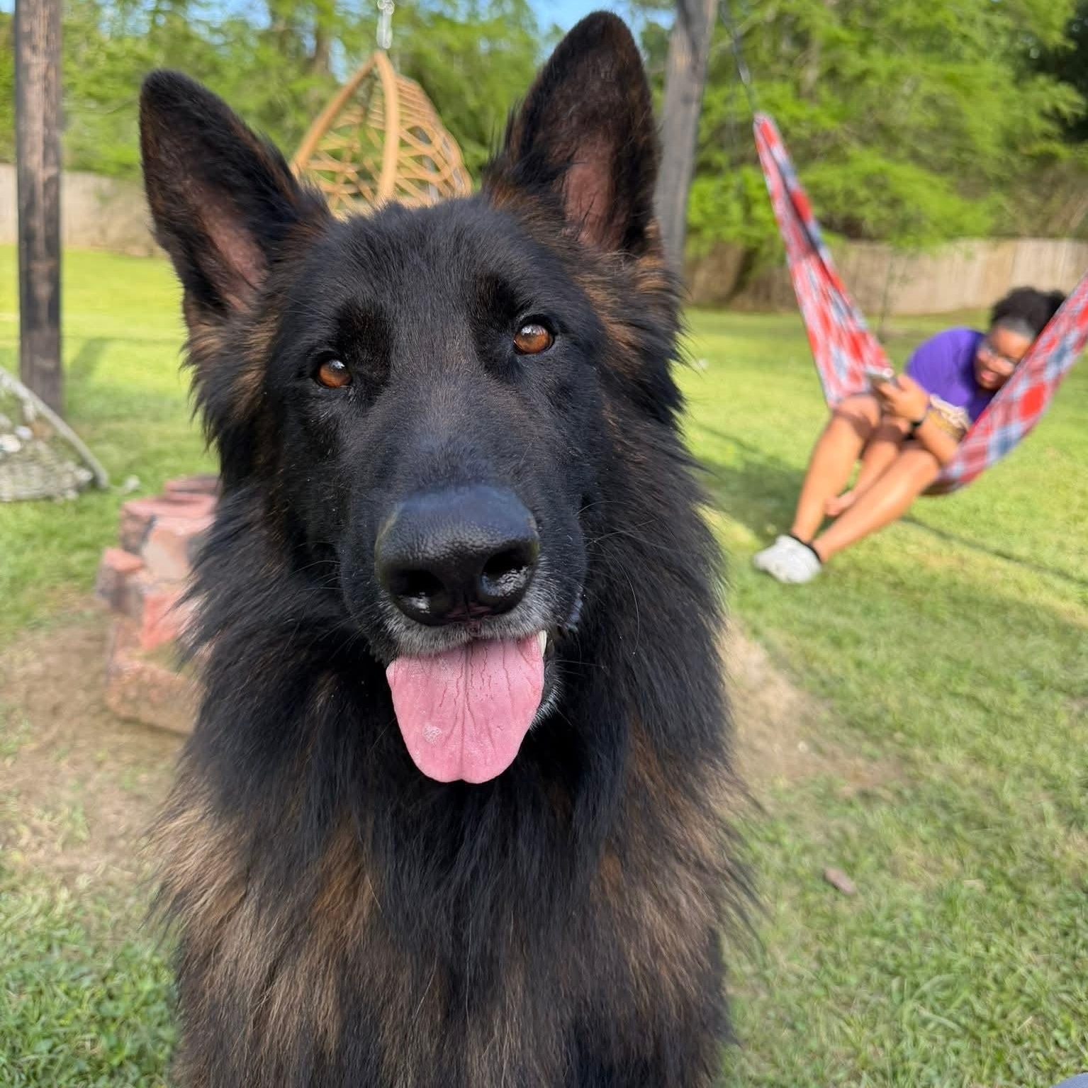 Ducky , a ADOPTABLE Belgian Shepherd / Tervuren in Baton Rouge, LA image 3/4