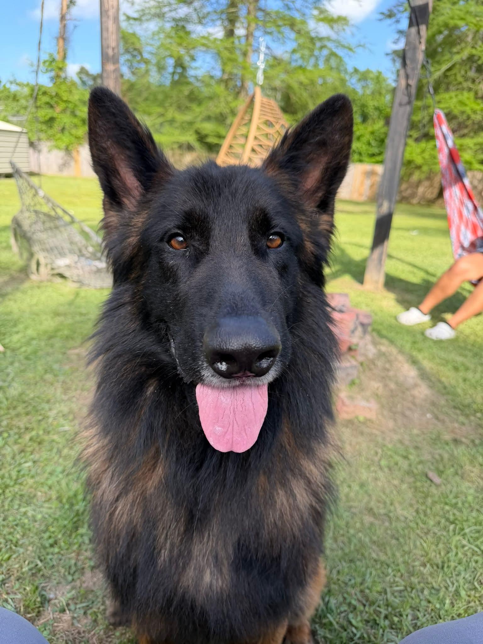 Ducky , ADOPTABLE, Adult Male Belgian Shepherd / Tervuren.