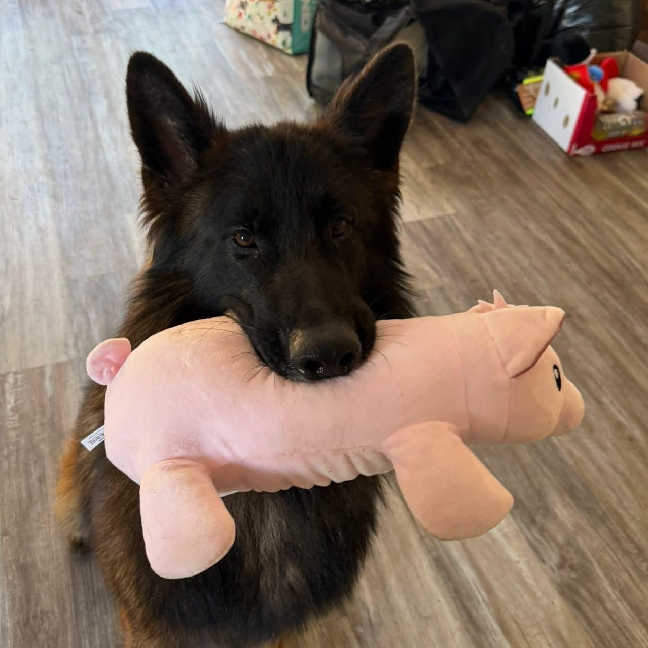 Ducky , a ADOPTABLE Belgian Shepherd / Tervuren in Baton Rouge, LA image 4/4