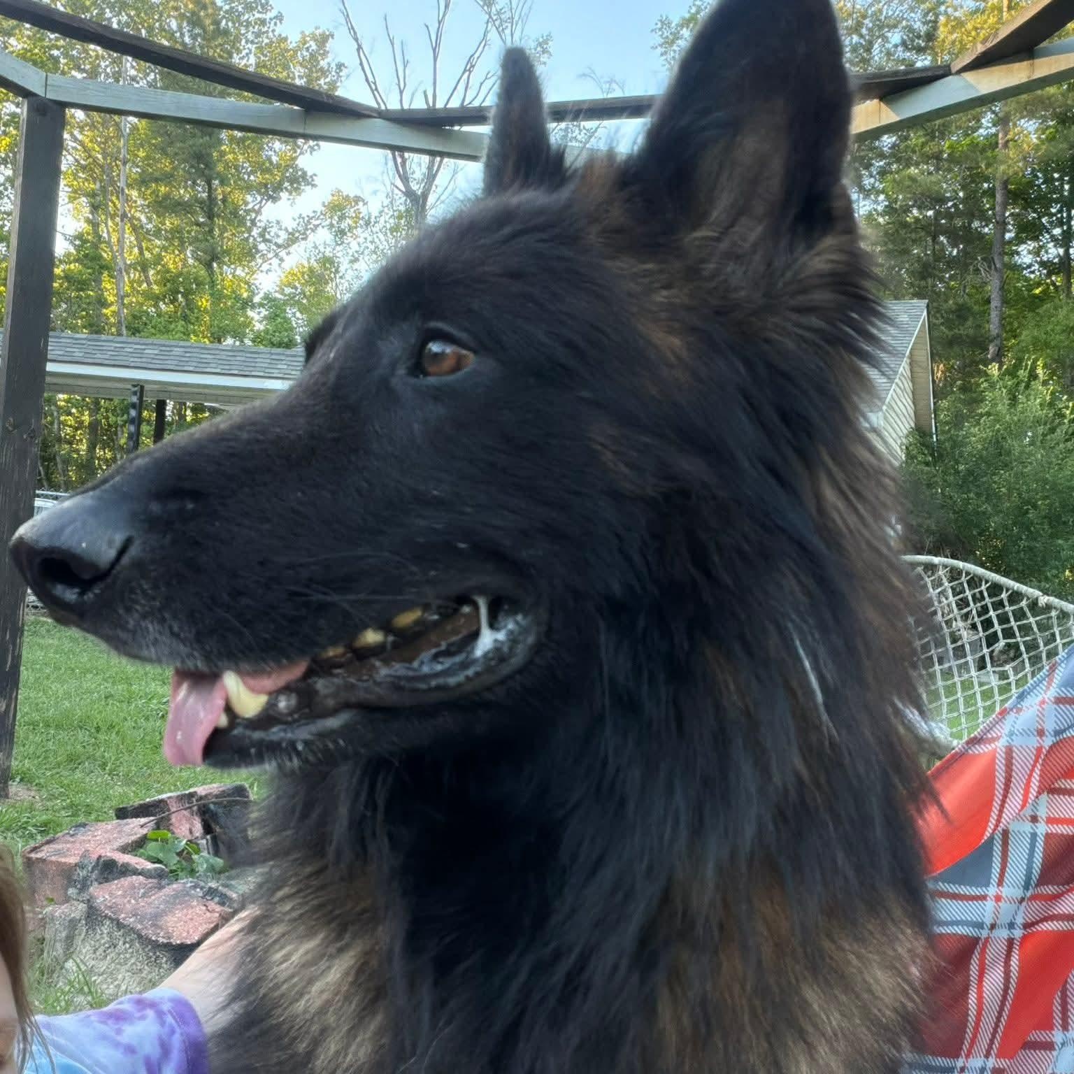Ducky , a ADOPTABLE Belgian Shepherd / Tervuren in Baton Rouge, LA image 2/4