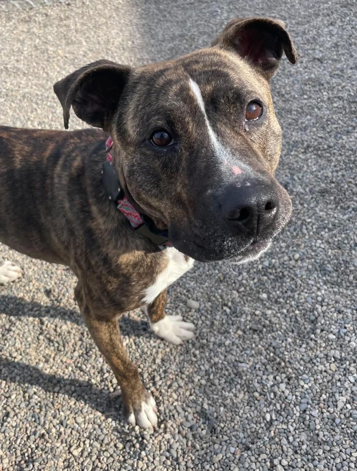 Vixie, a Adoptable mixed breed in Pleasant Ridge, MI image 2/6