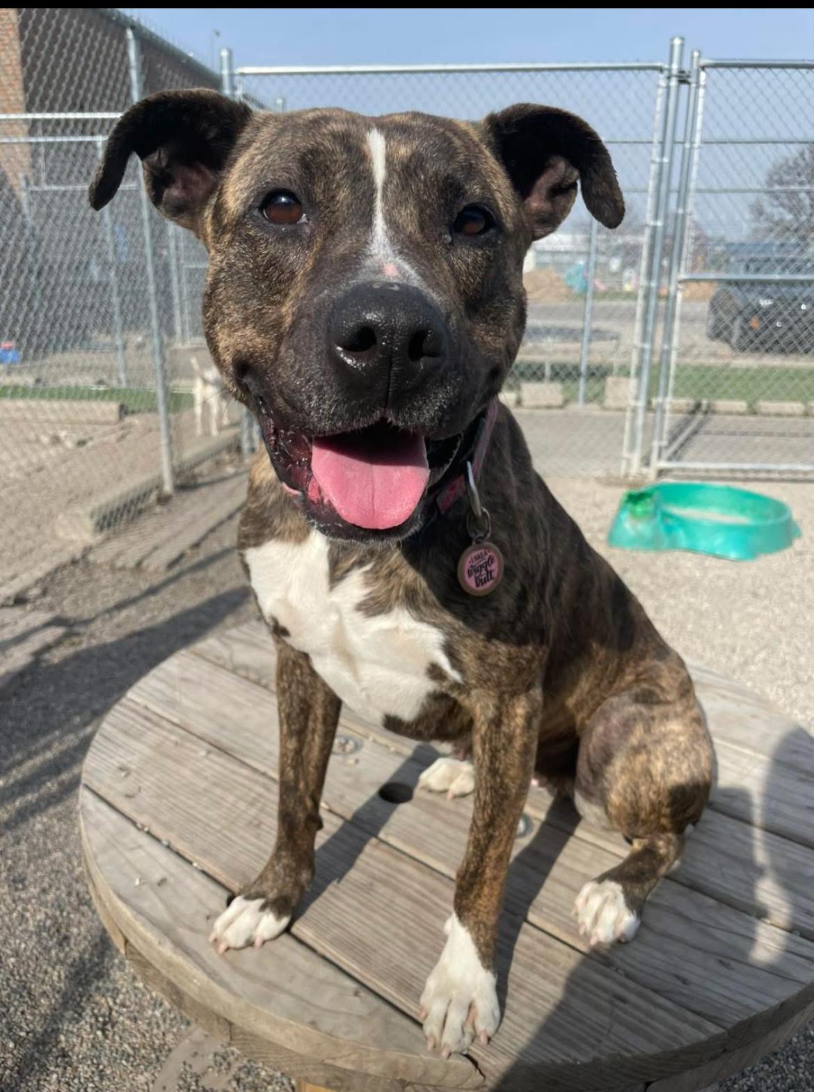 Vixie, Adoptable, Adult Female Mixed Breed.