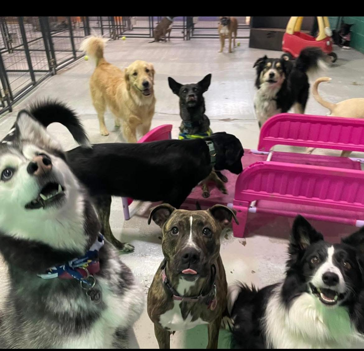 Vixie, a Adoptable mixed breed in Pleasant Ridge, MI image 6/6