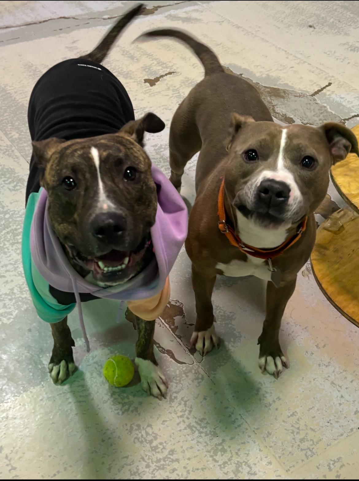 Vixie, a Adoptable mixed breed in Pleasant Ridge, MI image 5/6