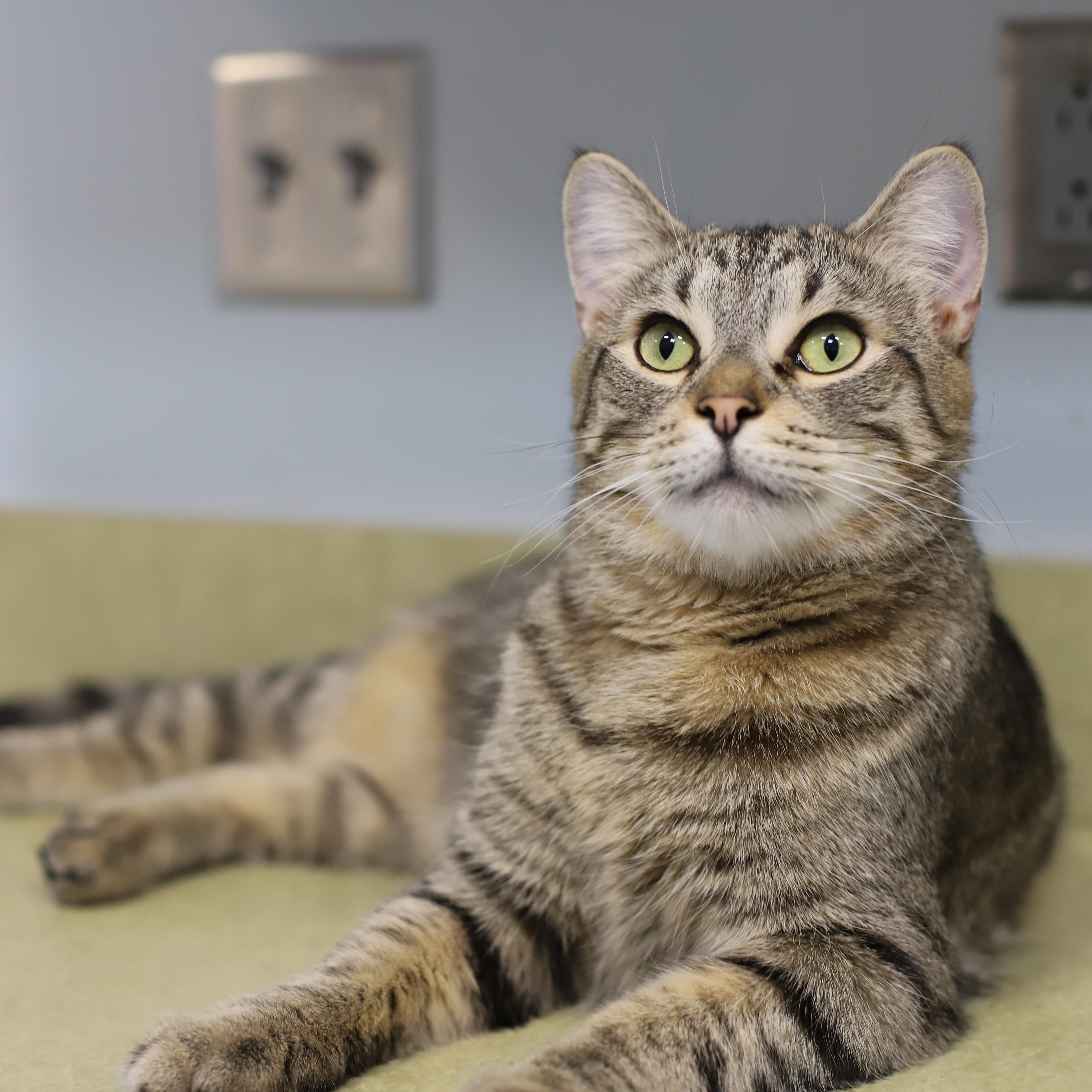 Enlarge Reaux-I'm Kitty of the Month!, a Adoptable Tabby in Endicott, NY image 2/4