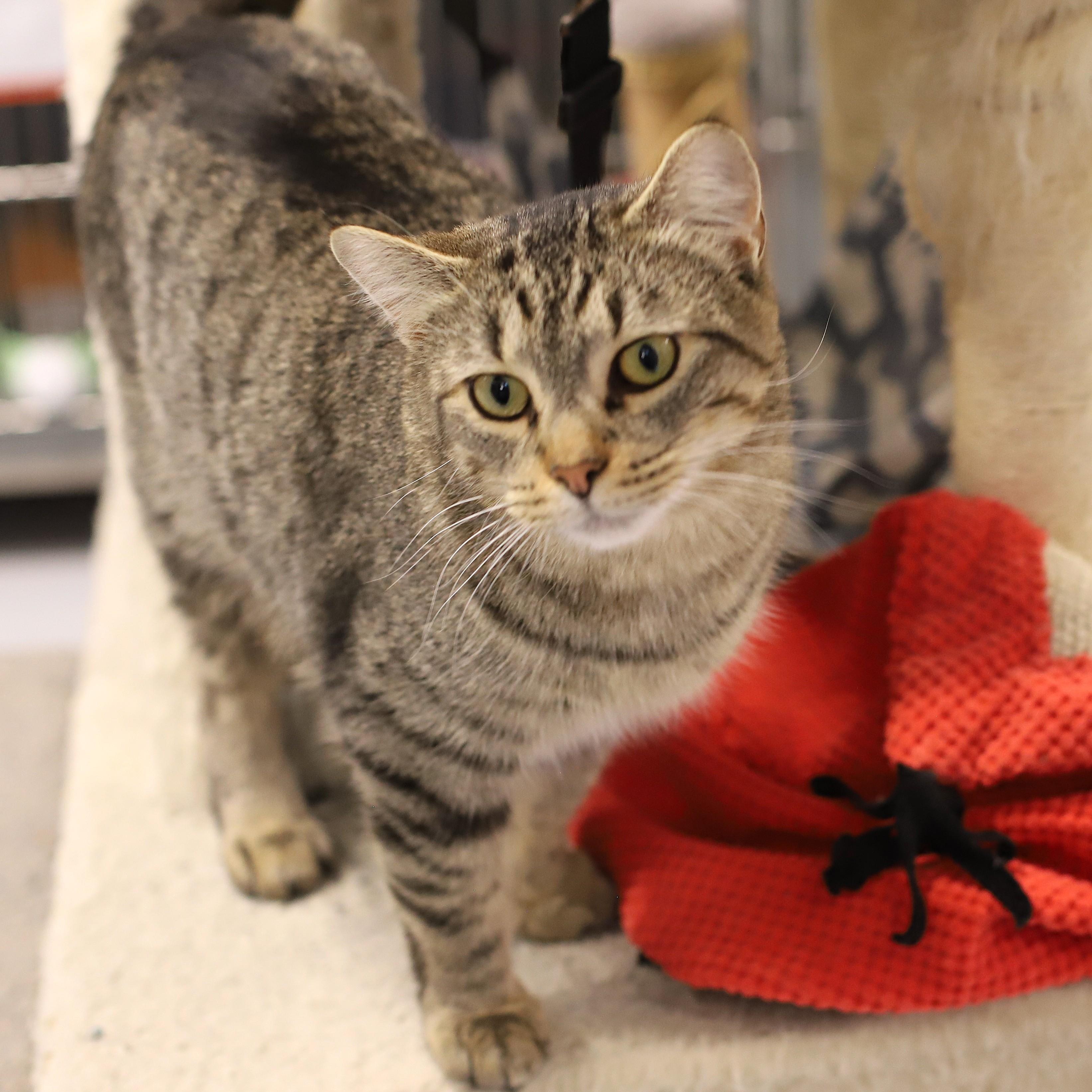 Enlarge Reaux-I'm Kitty of the Month!, a Adoptable Tabby in Endicott, NY image 3/4
