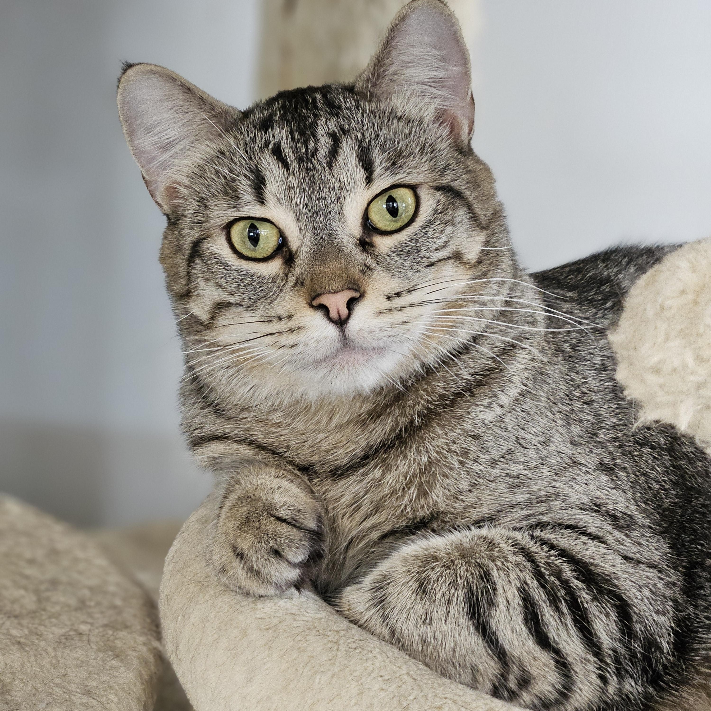 Enlarge Reaux-I'm Kitty of the Month!, a Adoptable Tabby in Endicott, NY image 1/4