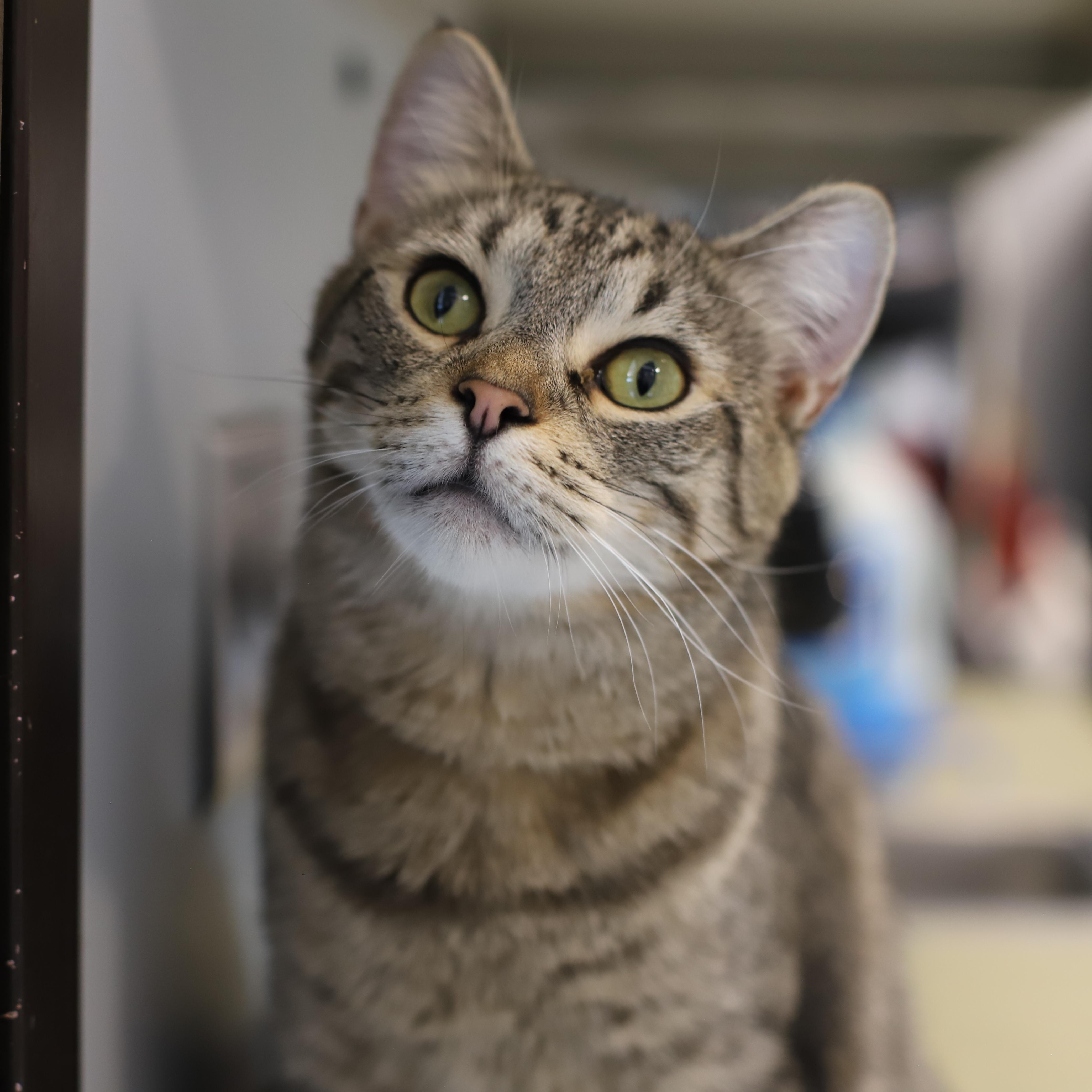 Enlarge Reaux-I'm Kitty of the Month!, a Adoptable Tabby in Endicott, NY image 4/4