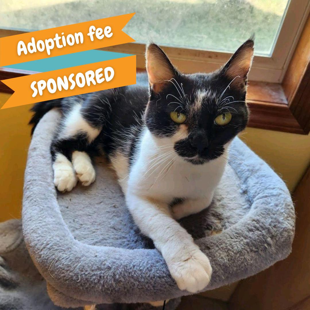 Enlarge Smudge, a Adoptable Domestic Short Hair in Springfield, MO image 1/1