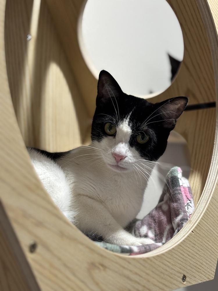 Laszlo, a Adoptable mixed breed in Dallas, TX image 1/6