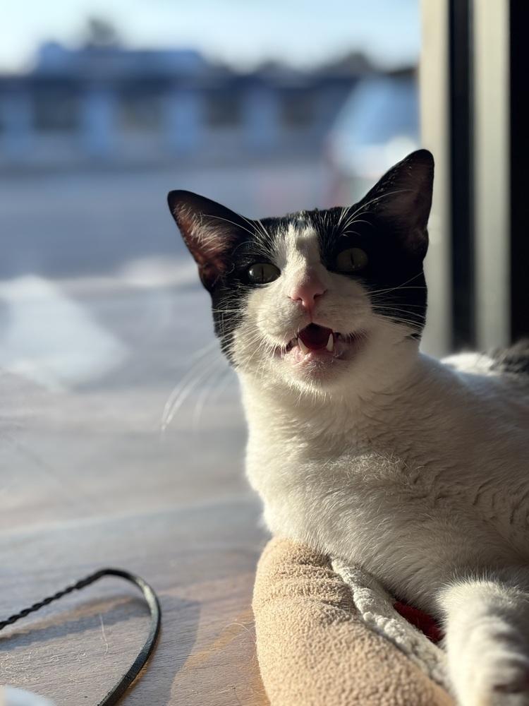 Laszlo, Adoptable, Young Male Domestic Short Hair & Domestic Short Hair.