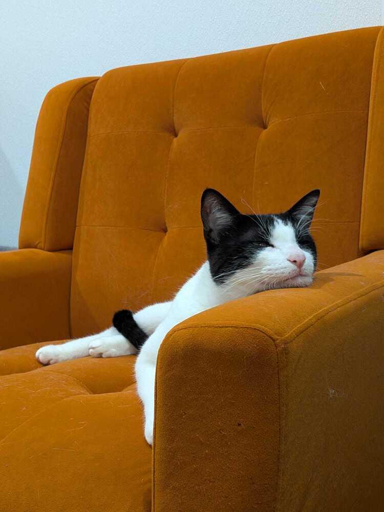 Enlarge Laszlo, a Adoptable mixed breed in Dallas, TX image 2/6