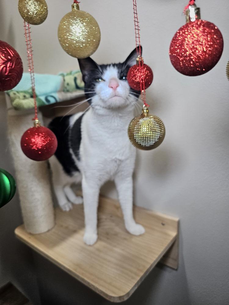 Enlarge Laszlo, a Adoptable mixed breed in Dallas, TX image 3/6