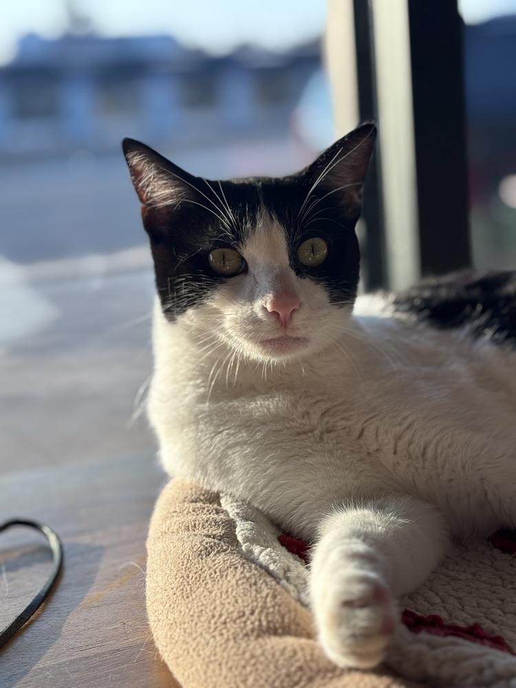 Laszlo — thumbnail 4