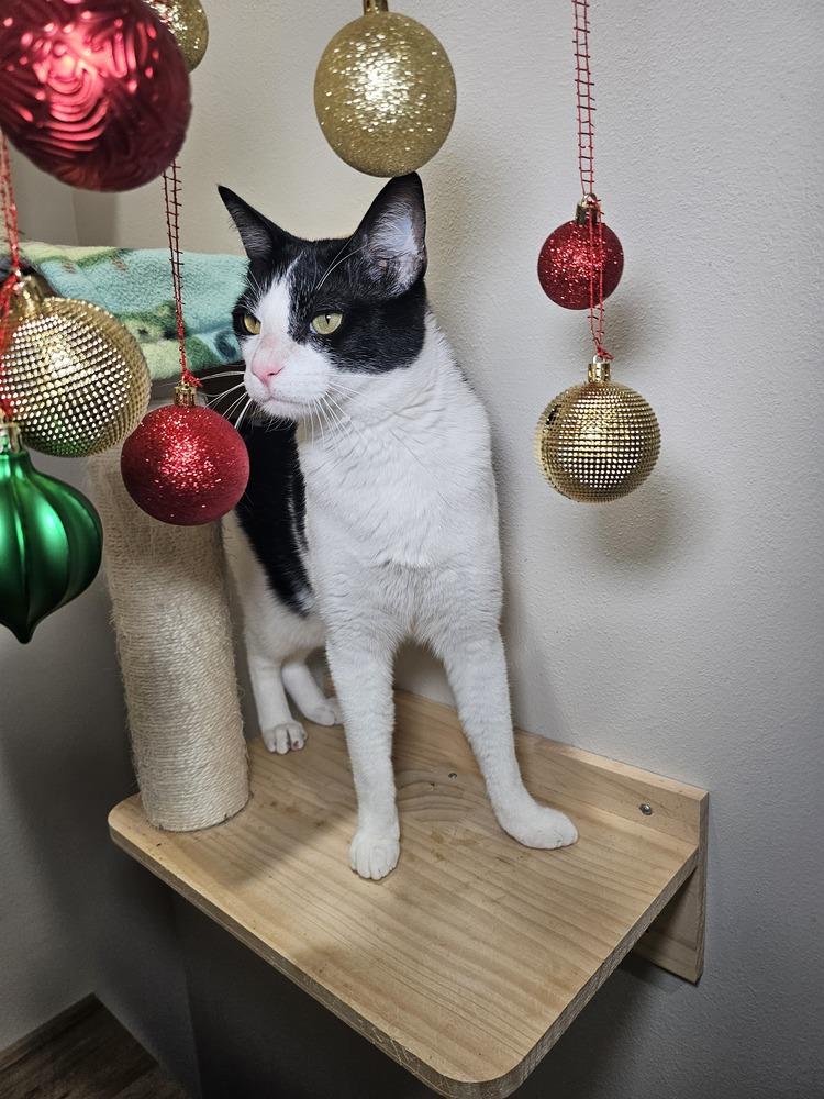 Enlarge Laszlo, a Adoptable mixed breed in Dallas, TX image 5/6