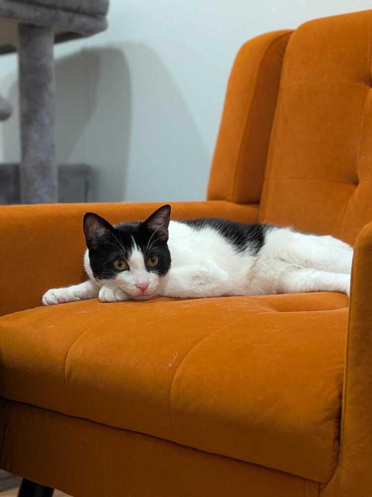 Laszlo — thumbnail 6