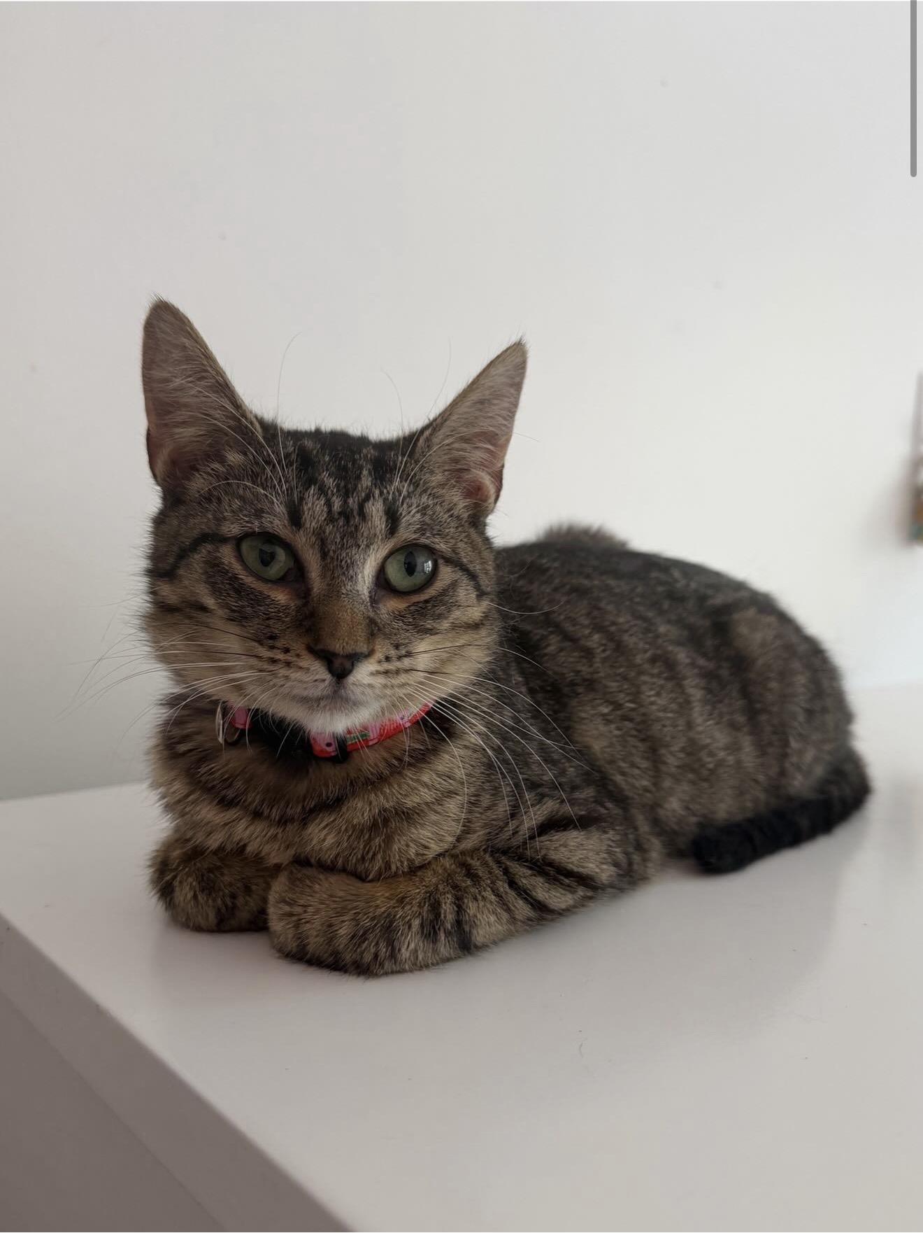 Enlarge FRANKIE, a ADOPTABLE Tabby in New York, NY image 2/2