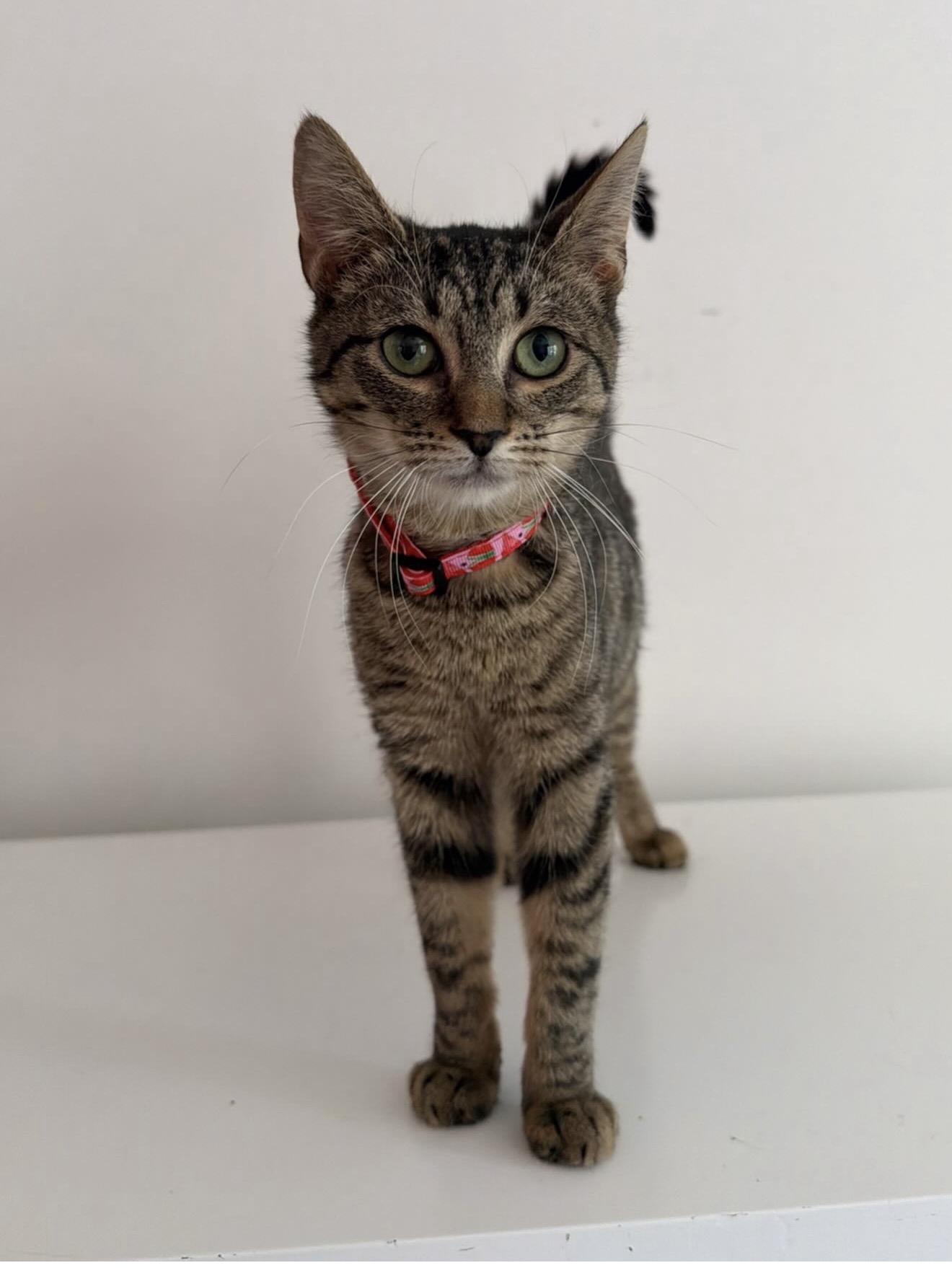Enlarge FRANKIE, a ADOPTABLE Tabby in New York, NY image 1/2