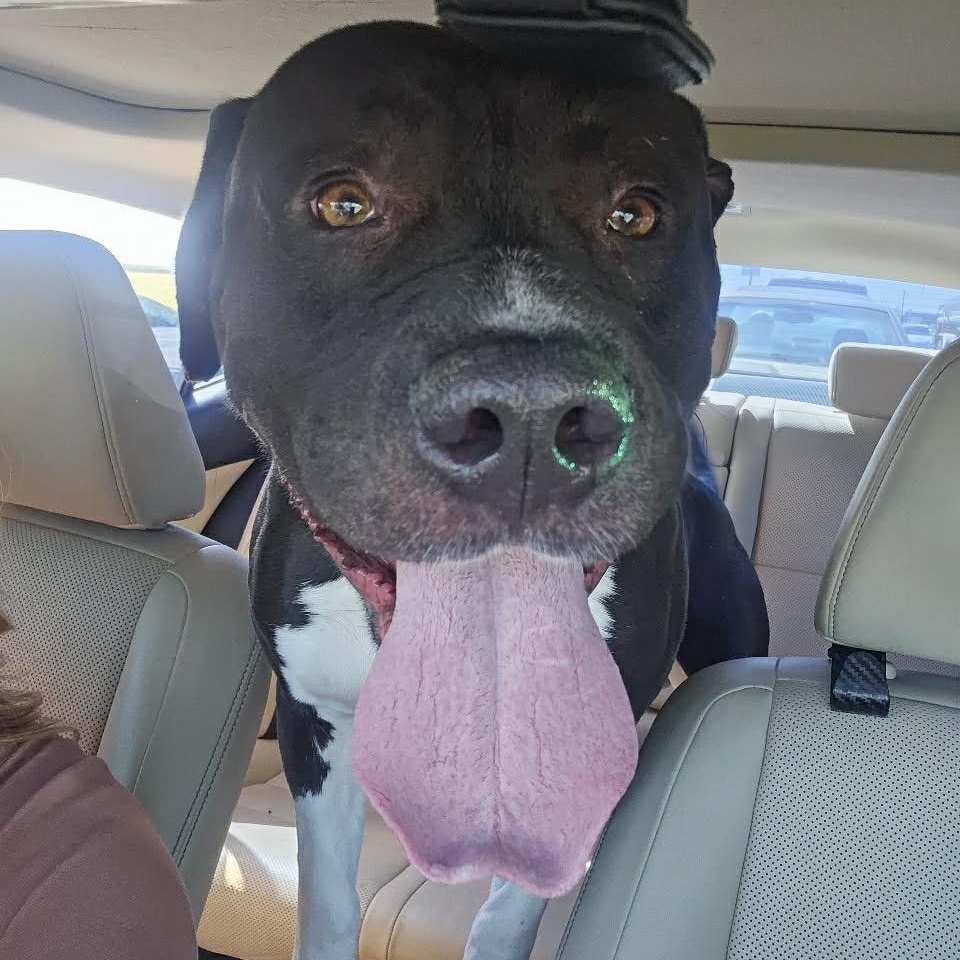 Enlarge Angus, a ADOPTABLE mixed breed in Cobb, CA image 3/3