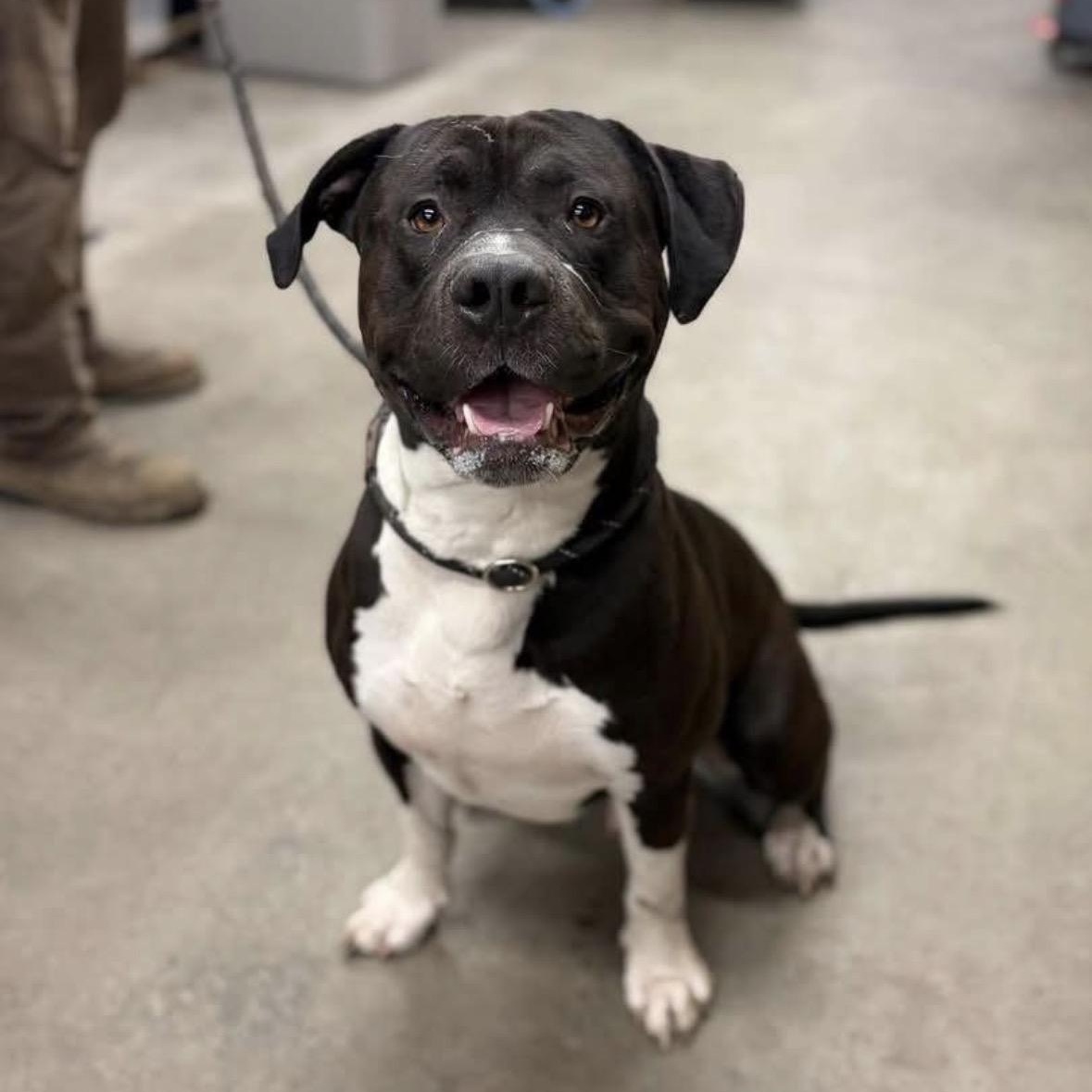 Angus, ADOPTABLE, Adult Male American Bully & Pit Bull Terrier.