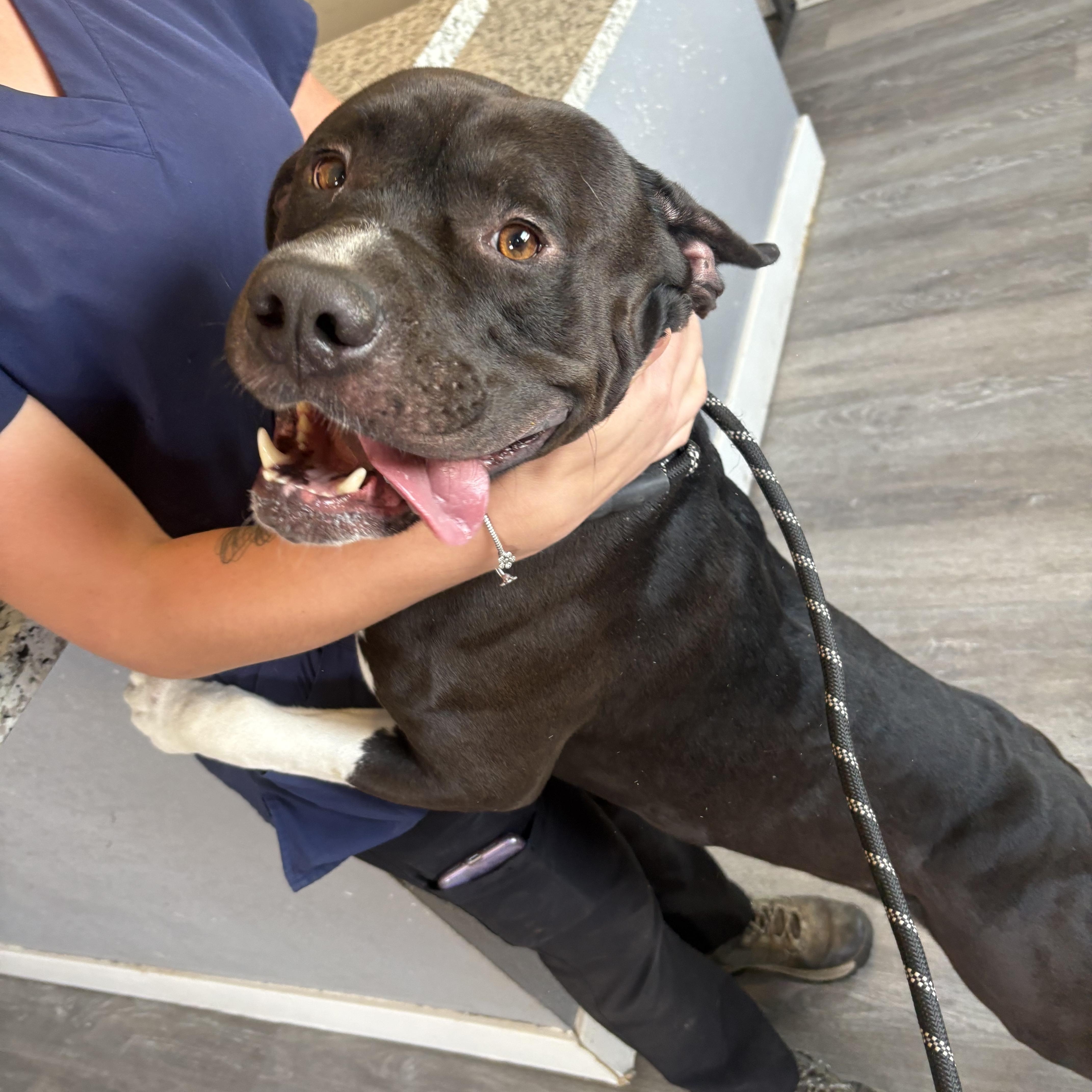 Enlarge Angus, a ADOPTABLE mixed breed in Cobb, CA image 2/3