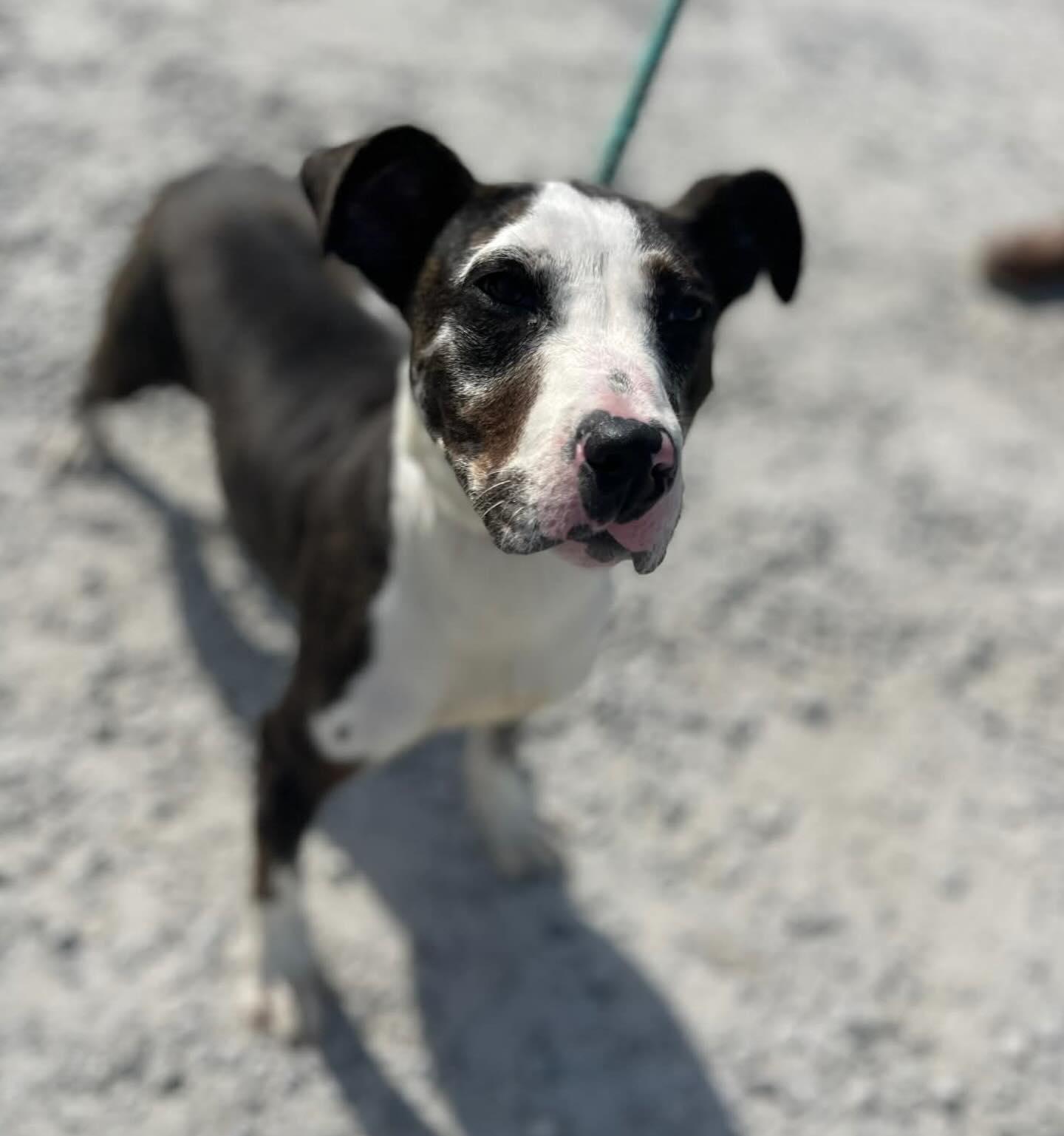 Enlarge Lacey, a ADOPTABLE Mixed Breed in St. Albans, VT image 1/4