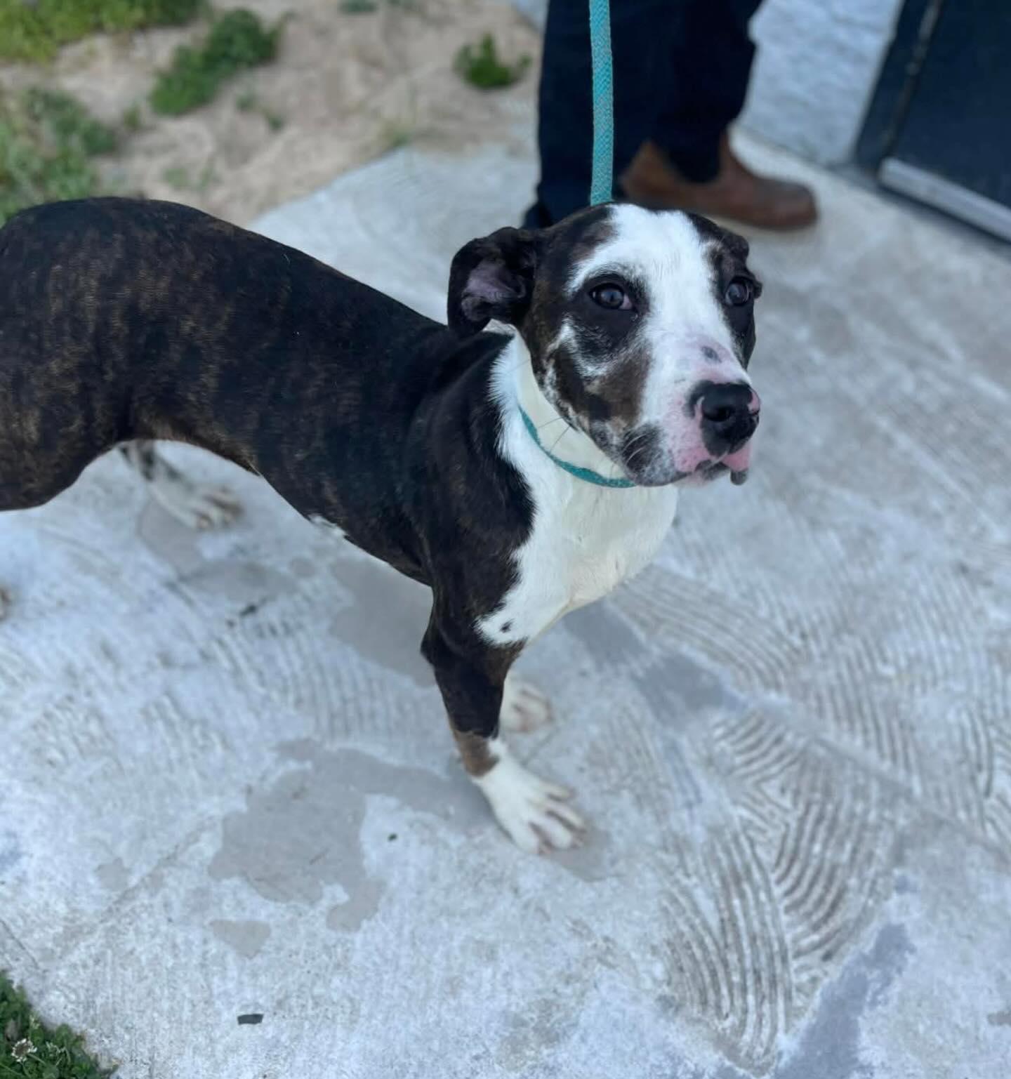 Enlarge Lacey, a ADOPTABLE Mixed Breed in St. Albans, VT image 3/4