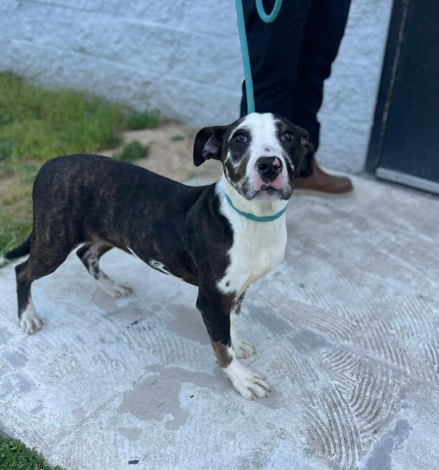 Enlarge Lacey, a ADOPTABLE Mixed Breed in St. Albans, VT image 2/4