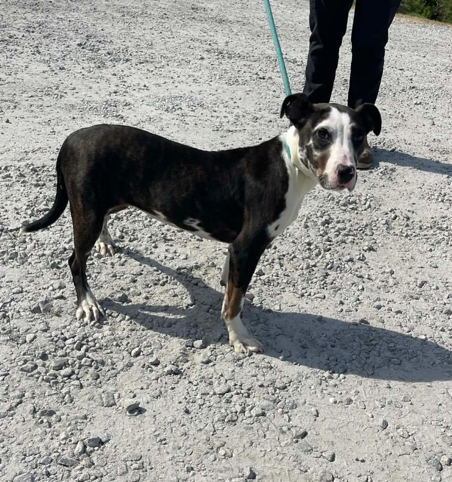Enlarge Lacey, a ADOPTABLE Mixed Breed in St. Albans, VT image 4/4