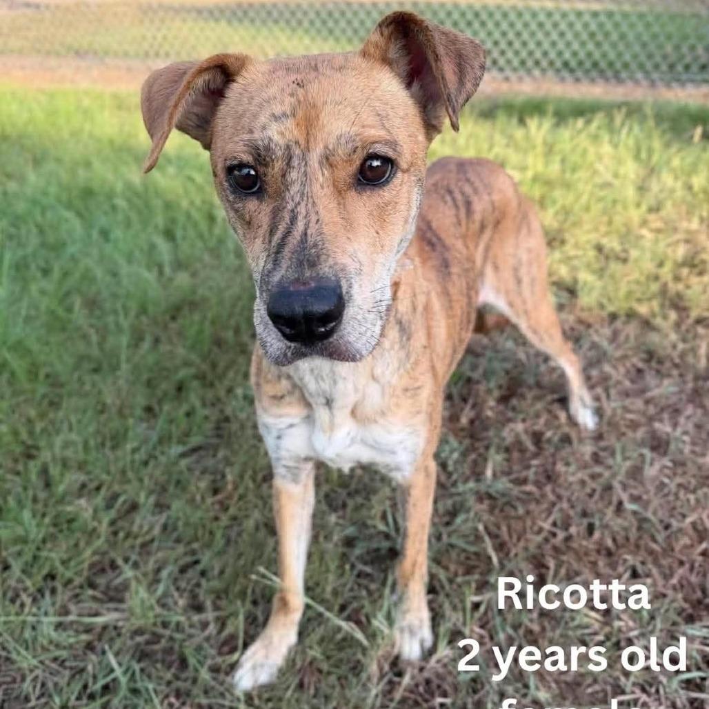 Ricotta, a Adoptable mixed breed in Tomah, WI image 1/6